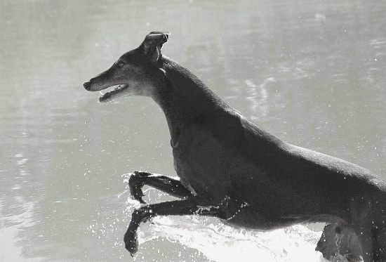 Nero having fun in the dam