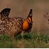 © Robert Hambley PhotoID # 2035089: Greater Prairie Chicken