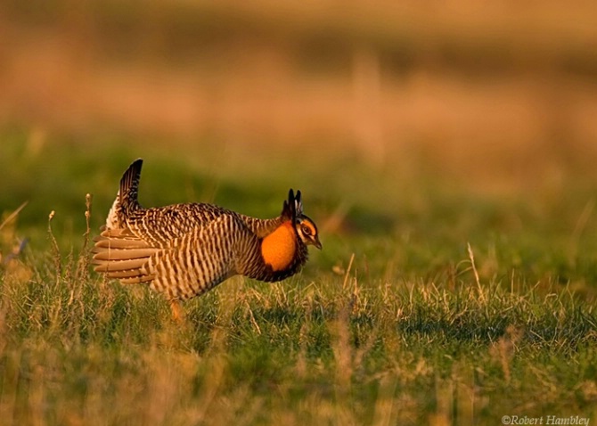 Greater Prairie Chicken - ID: 2035092 © Robert Hambley