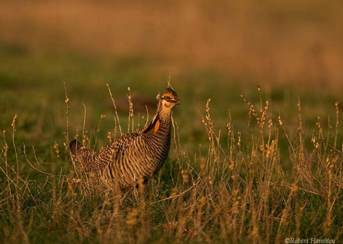 Greater Prairie Chicken - ID: 2035095 © Robert Hambley