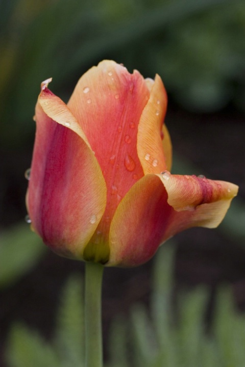 tulip original