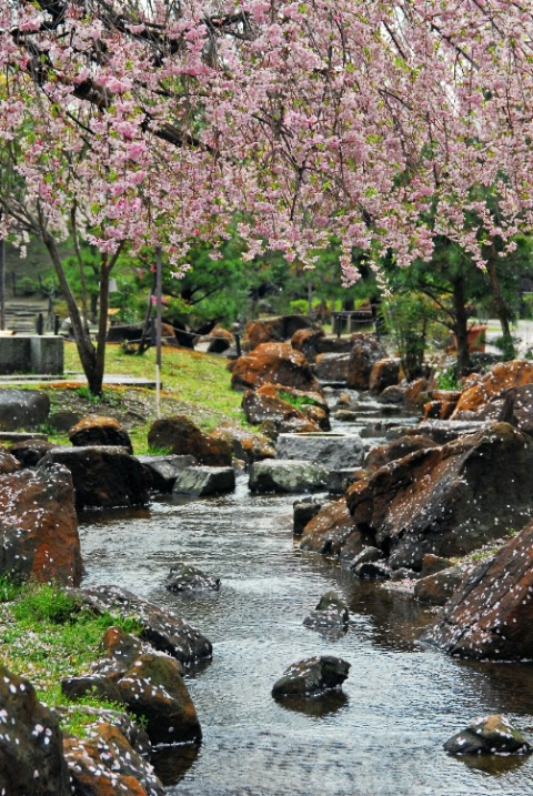 Cherry blossom Tree. Nagoya, Japan