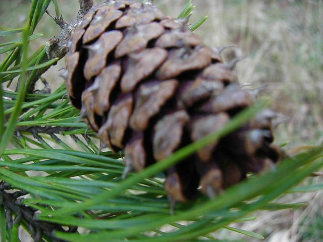 PINE CONE IN BED 
