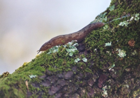 Slug on Dogwood