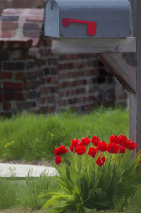 Tulips