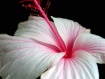 Pretty In Pink......