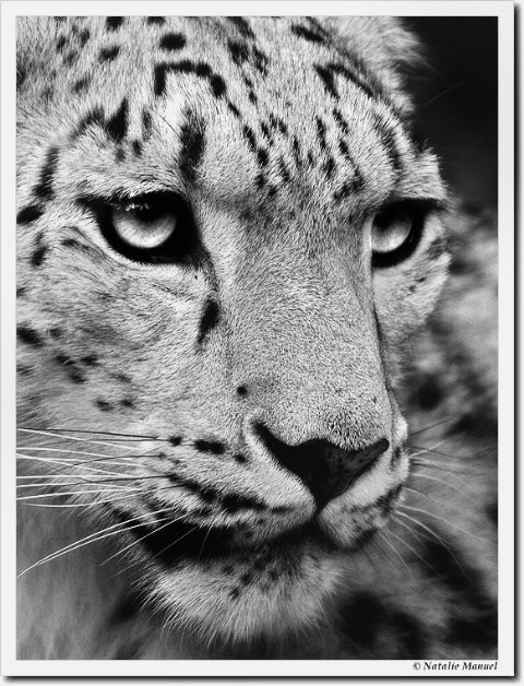 Snow Leopard