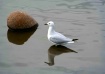 Rock And Seagull