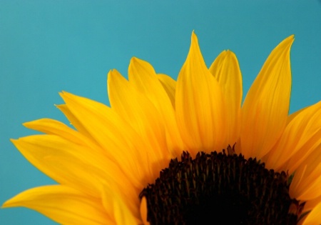 Sunflowerrise