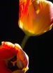 TULIPOMANIA