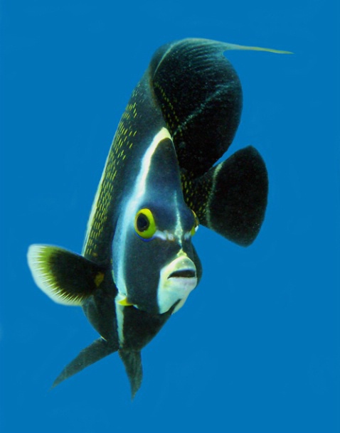 French Angelfish, blue, F281 - ID: 2041083 © Kristin A. Wall