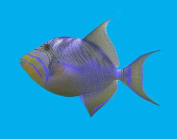 Queen Triggerfish, blue F273 - ID: 2041250 © Kristin A. Wall
