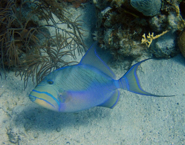 Queen Triggerfish F251 - ID: 2041287 © Kristin A. Wall