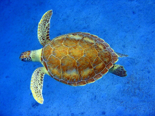 Turtle in blue, F234 - ID: 2041346 © Kristin A. Wall