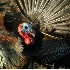 © James W. Betts PhotoID # 2042164: Turkey Tail