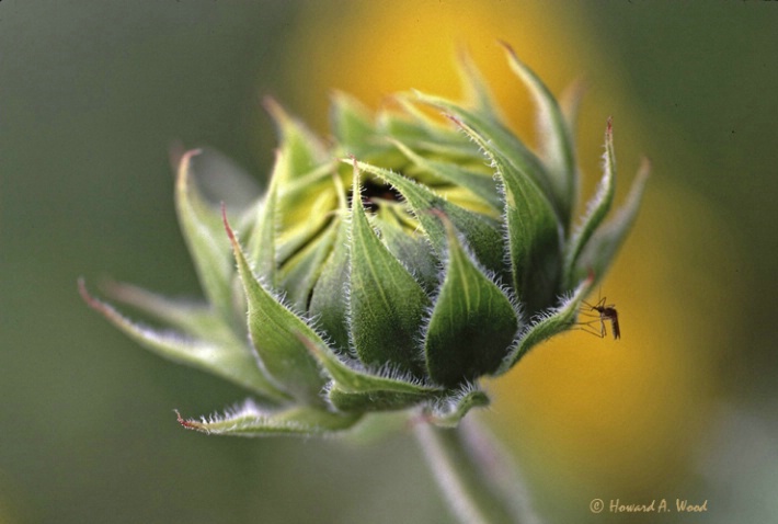 Mosquito and Sunflower