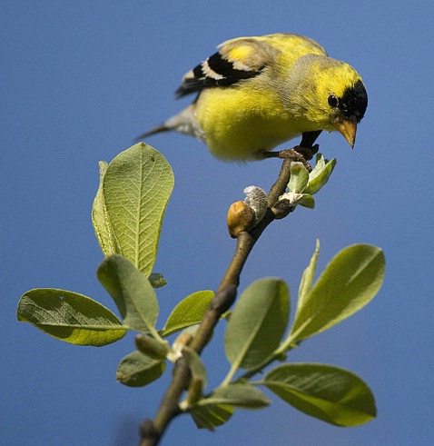 Goldfinch and Buds - ID: 2042887 © John Tubbs