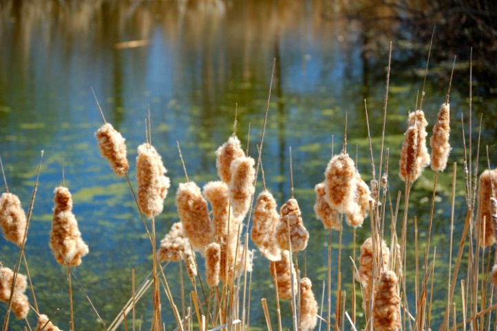 Spring Rushes