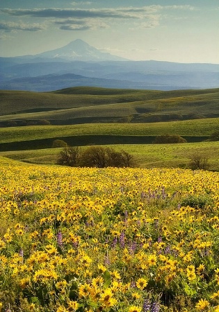 Wildflowers with Mt. Hood