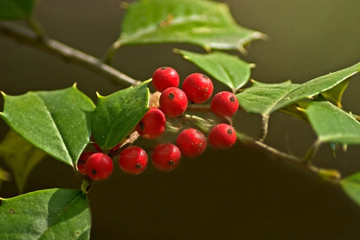 Holly Berries- reworked
