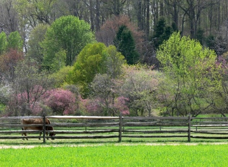 Springtime at the Ranch
