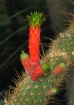Cactus w./ Sprout...