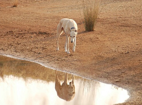 Reflections of a Greyhound
