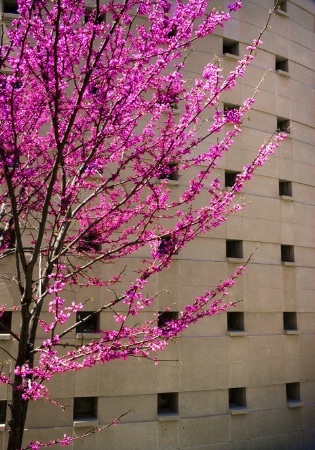 Pink on Building