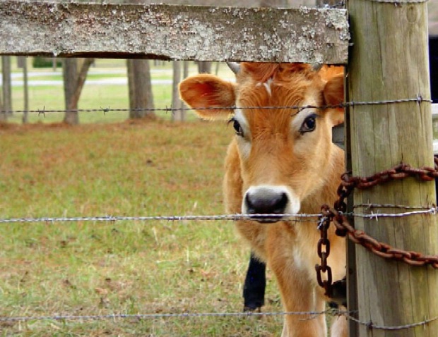 Cow girl - ID: 2046772 © Kay McDaniel