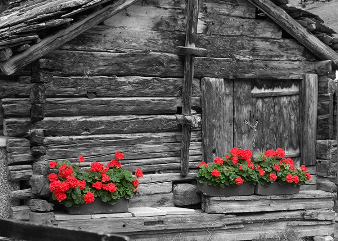 Red Flowers