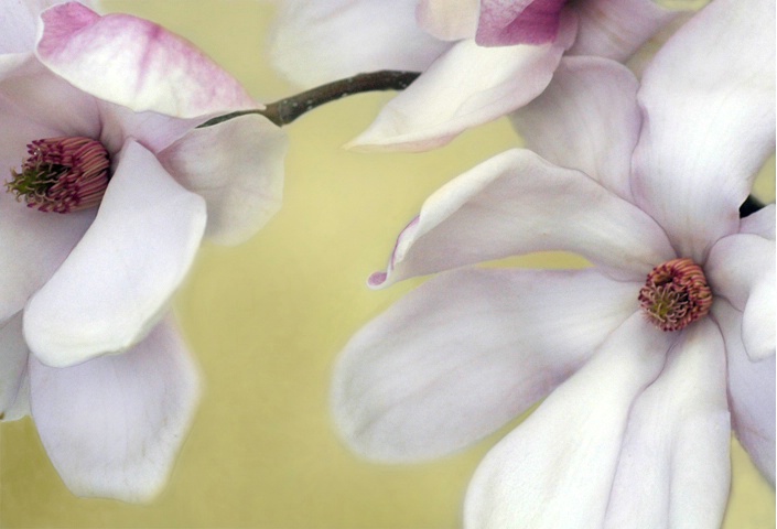 Magnolias