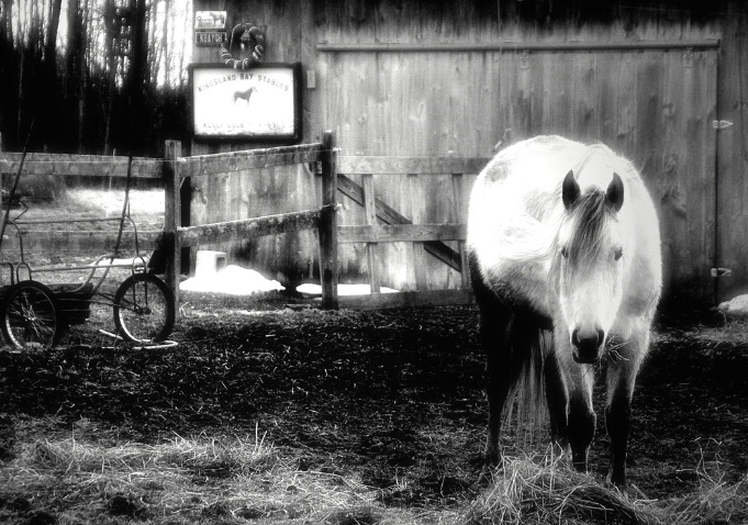 A Horse's Life in Black & White