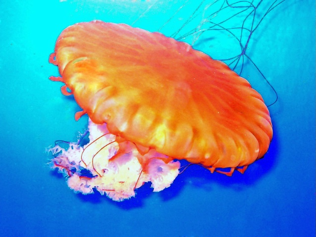 The Jelly