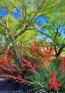 Phoenix Spring Co...