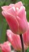 Soft Pink