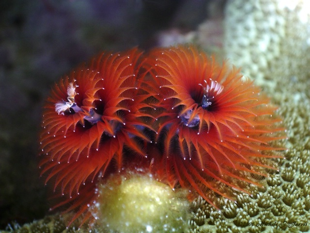 Red Christmas Tree Worm under the Sea