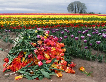 Tulip Harvest