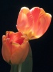 Trailing TULIPS