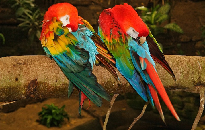 Pair-a-Parrots