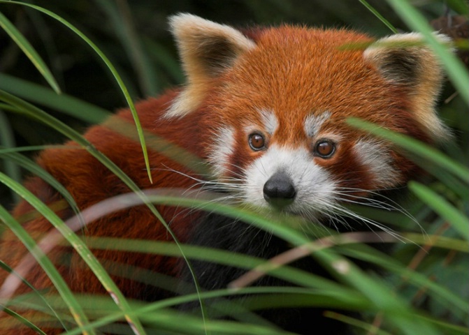 Hiding Red Panda