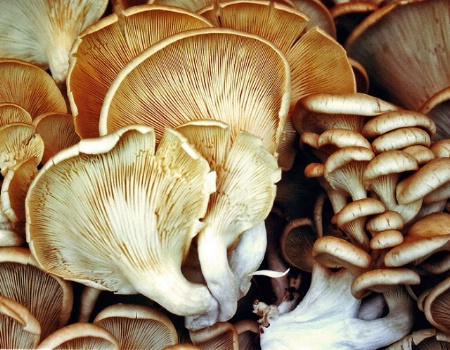 Pike St. Market Mushrooms