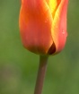 Tulip  - Close up