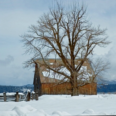 Olson Barn in Winter