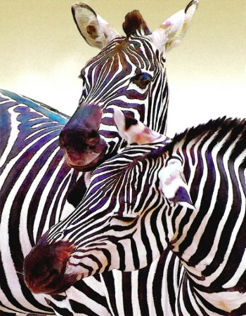 Zebra Buddies Painting