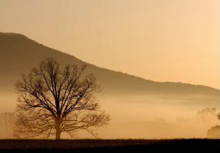 Foggy Sunrise