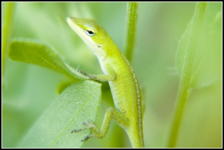 Green Anole 