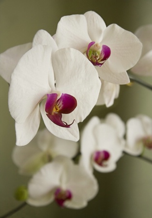 Purple Lips Orchid