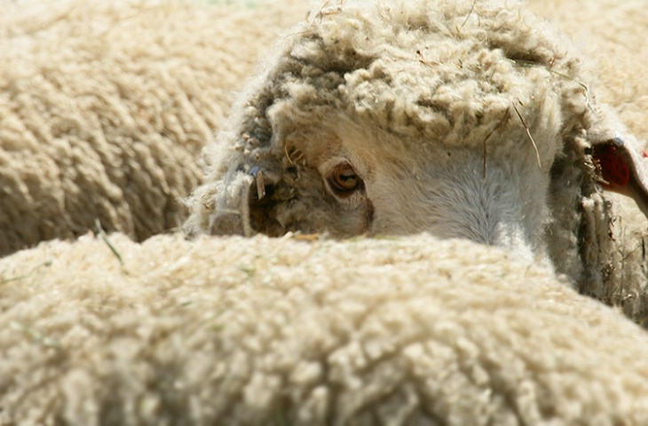 A Head of the Flock