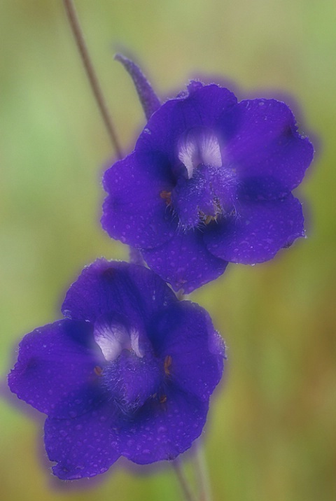 Delphinium Montage