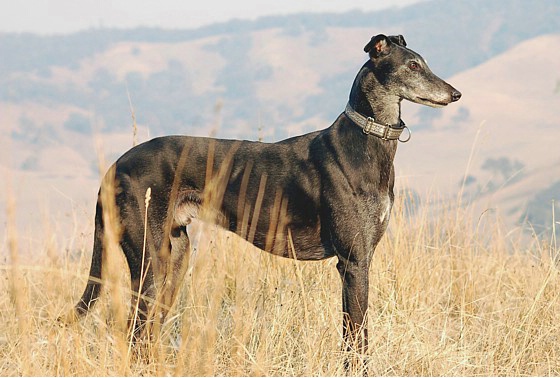 Nero - Every inch a Greyhound.